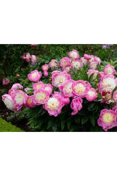 Півонія трав’яниста Bowl of Beauty – гармонія кольорів та форми.